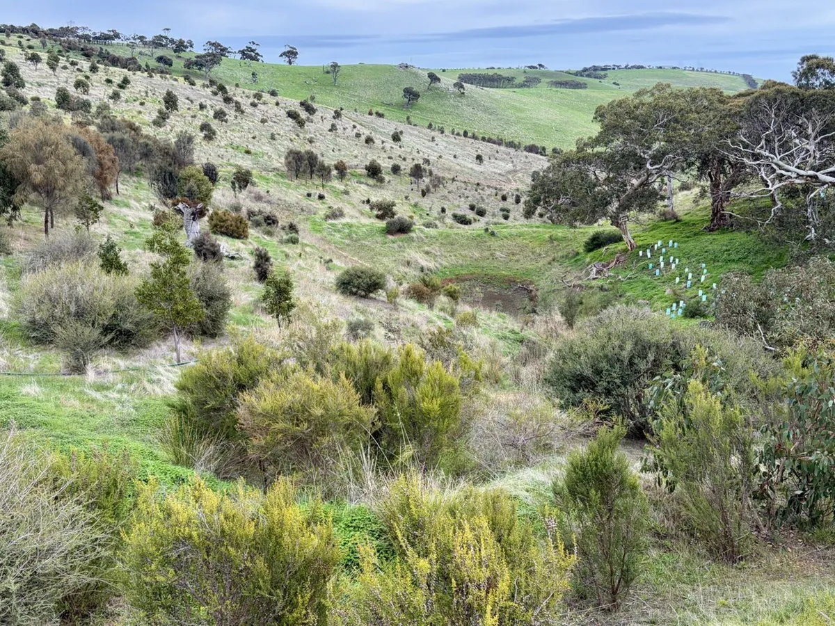 Near valley at The Forktree Project showing restored native vegetation in May 2026