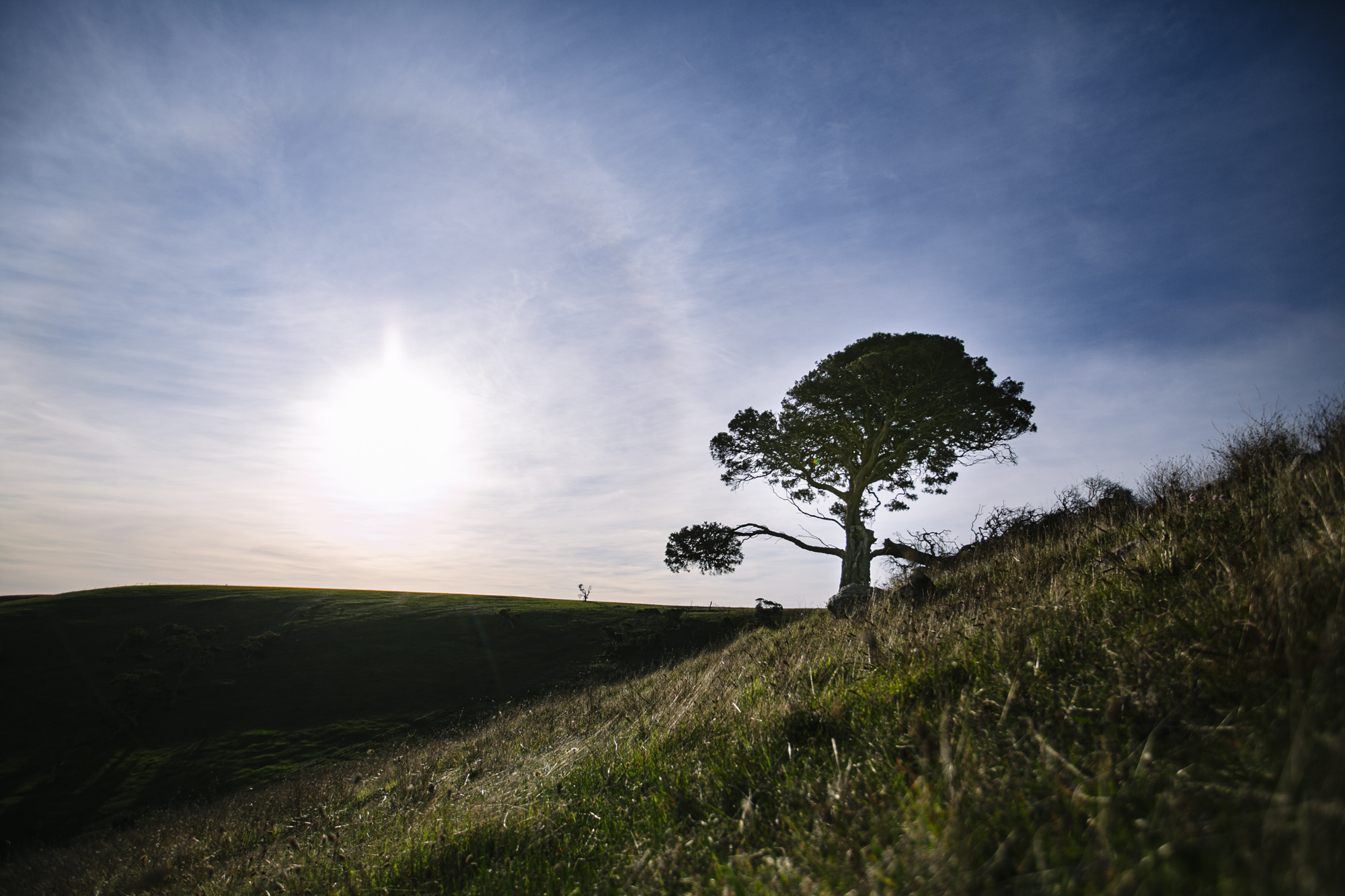 A lone tree on the Forktree hillside beneath a wide blue sky