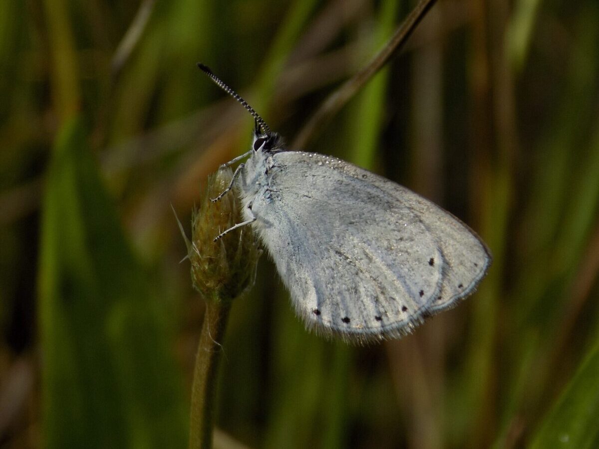 Another Rare species recorded at Forktree