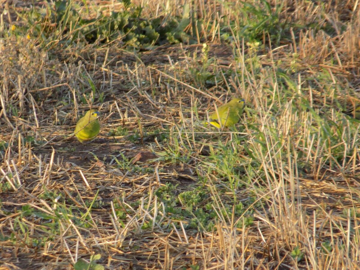 elegant parrots at forktree