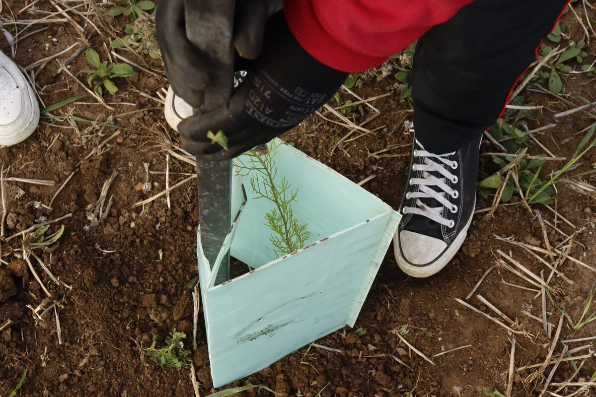 schools national tree day