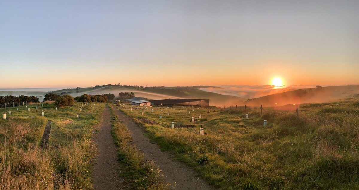 FLEURIEU FOG