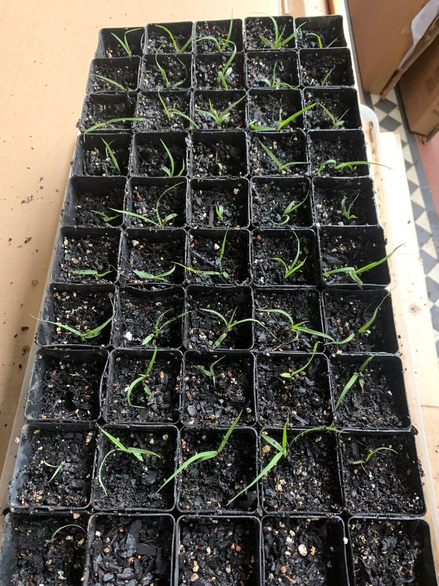 Green shoots of recovery