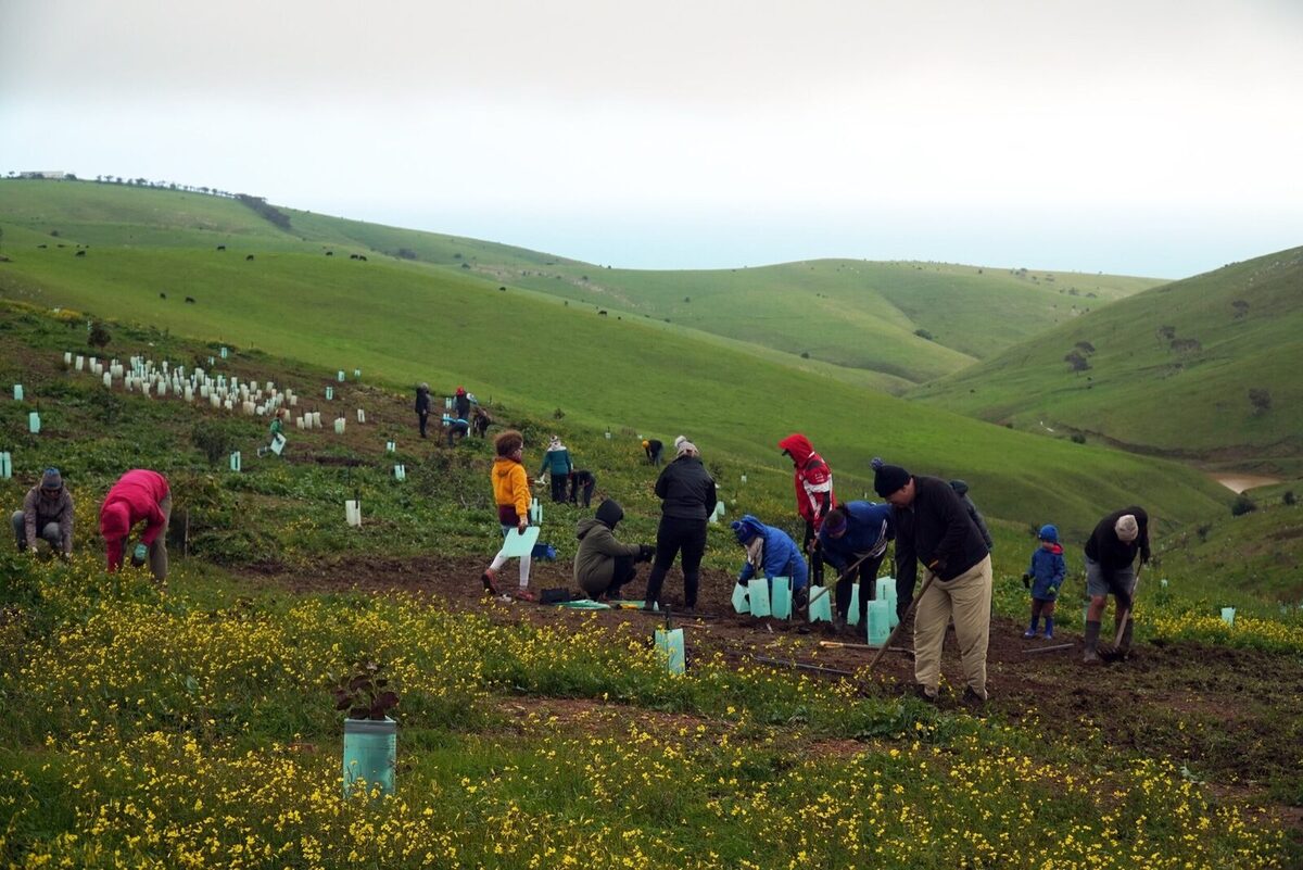 national tree day at The forktree project