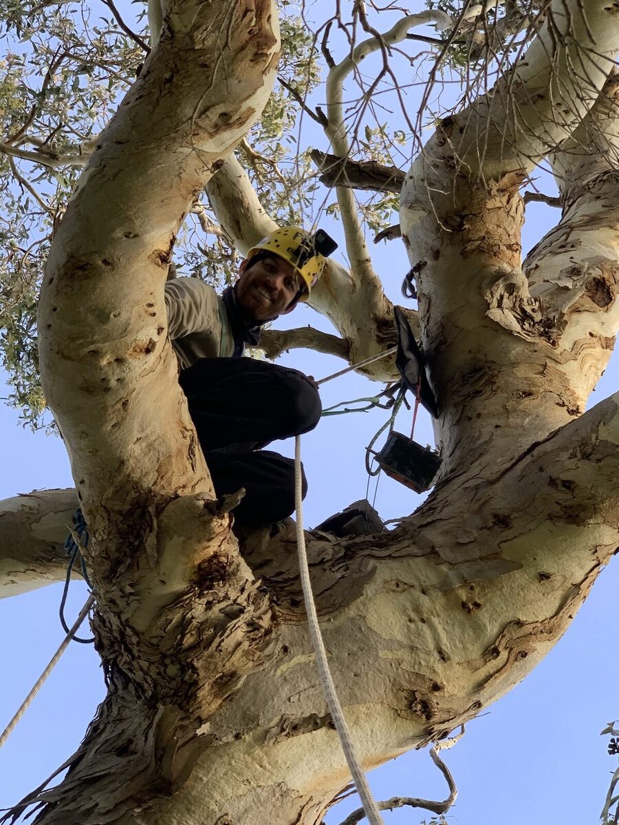 NEST BUILDING