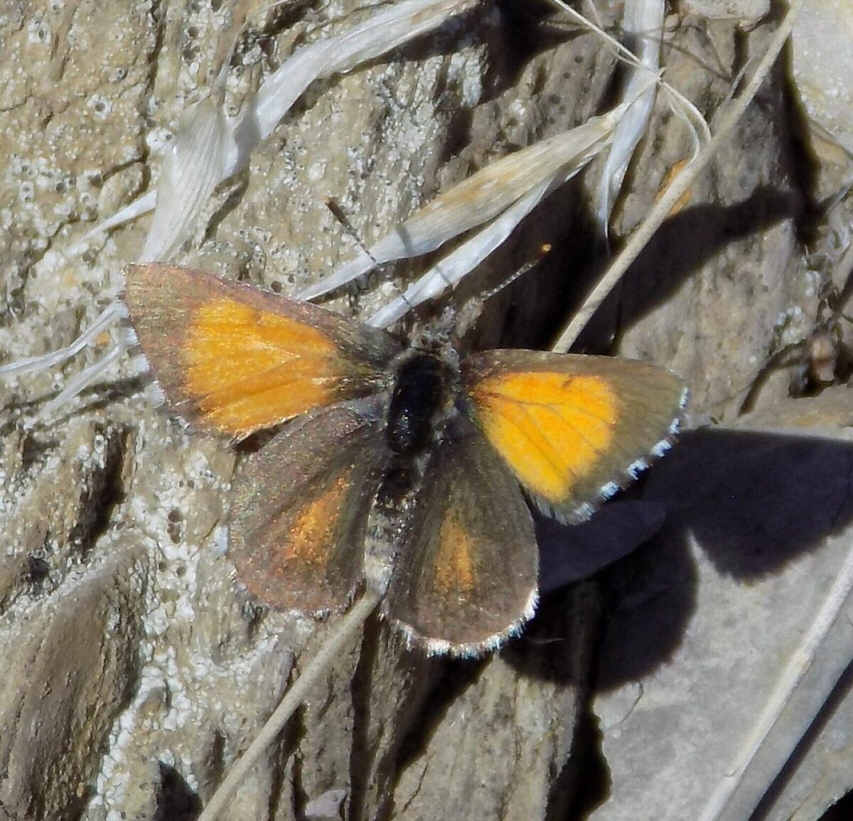 Rare Chequered Copper Butterfly at Forktree