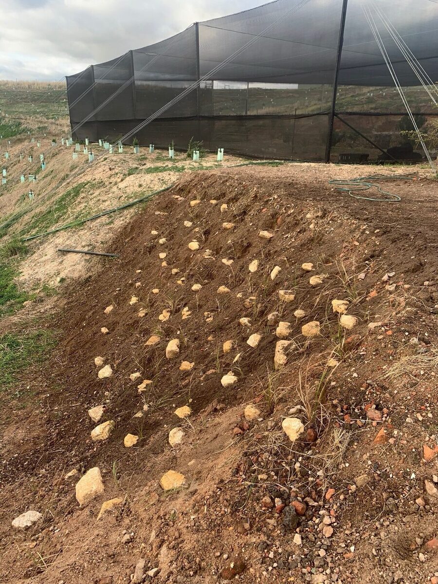 Slope stabilisation with native plants
