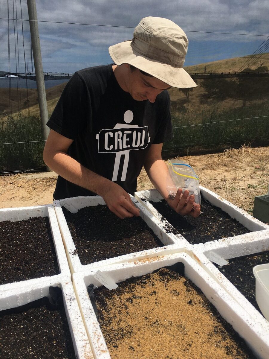sowing seed
