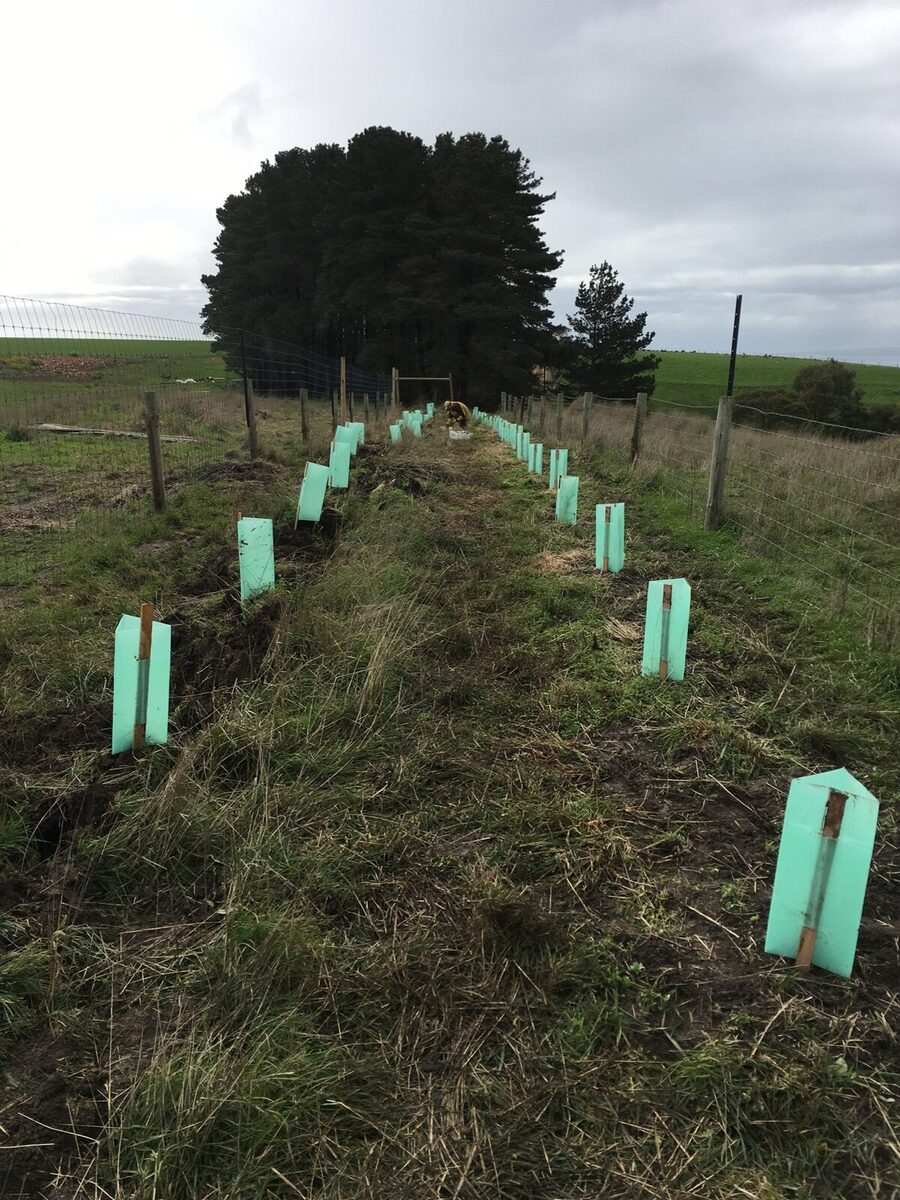 THE FIRST WINDBREAK TAKES SHAPE
