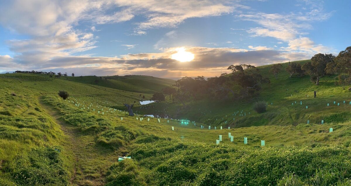 THE POTENTIAL OF TREE PLANTING