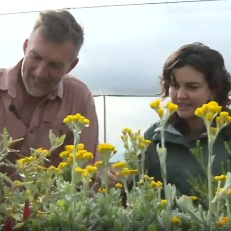 The Forktree Project on SBS News