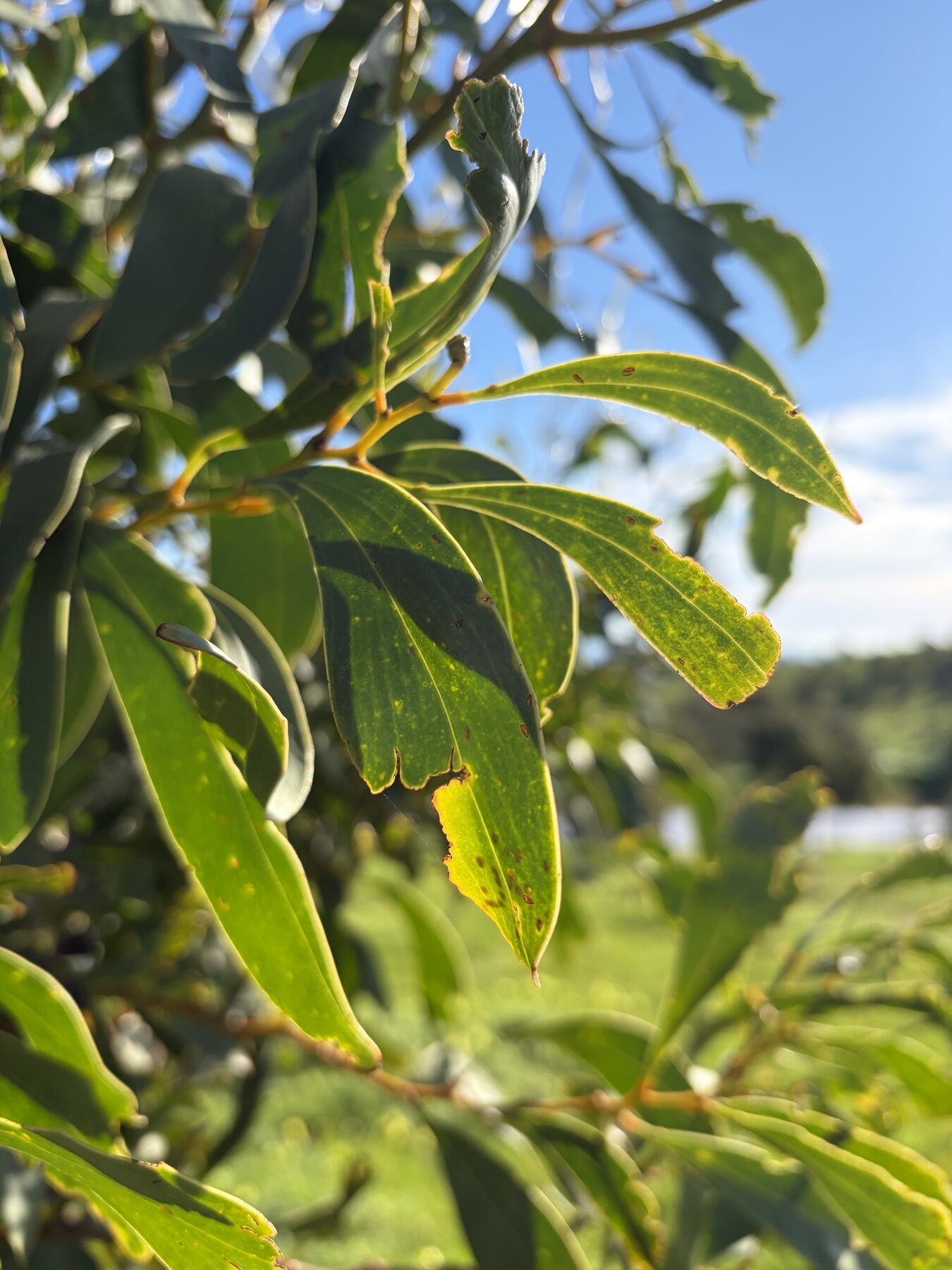 Golden Wattle foliage