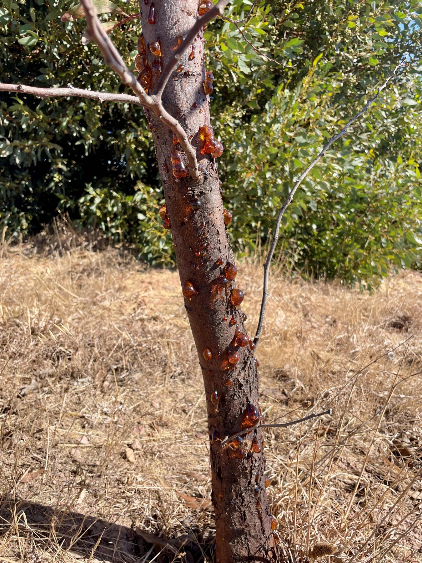 Golden Wattle sap like blown glass