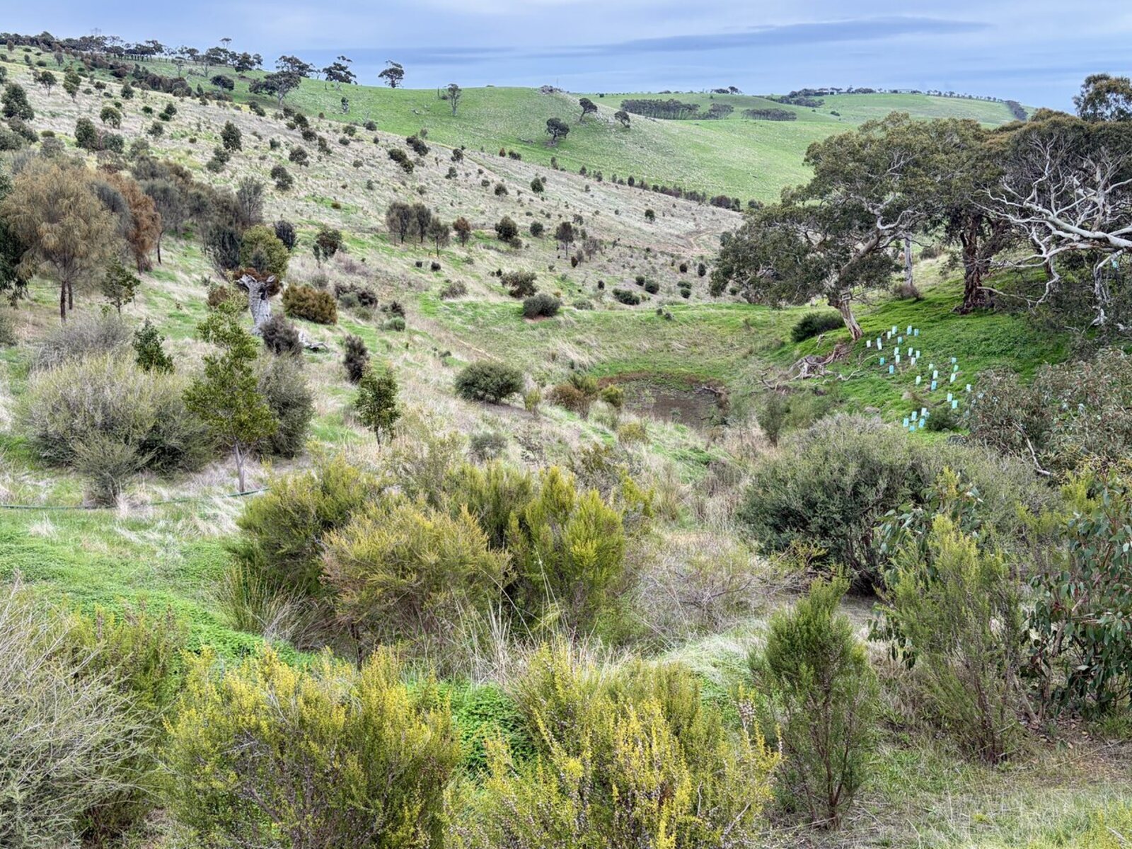 Near valley at The Forktree Project showing restored native vegetation in May 2026